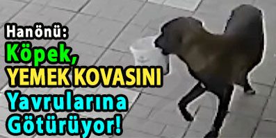 <center> Hanönü: </center><center><font color=’blue’> Köpek, YEMEK KOVASINI Yavrularına Götürüyor! </font></center>