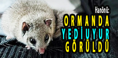 <center> Hanönü: </center><center><font color=’blue’> ORMANDA YEDİUYUR GÖRÜLDÜ </font></center>