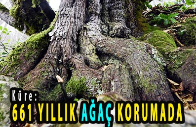 <center> Küre: </center><center><font color=’blue’>661 YILLIK AĞAÇ KORUMADA </font></center>