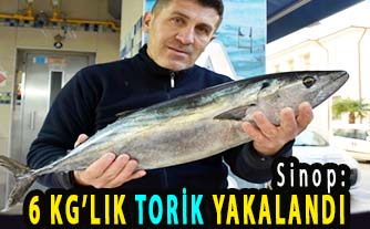 <center> Sinop: </center><center><font color=’blue’>6 KG’LIK TORİK YAKALANDI </font></center>