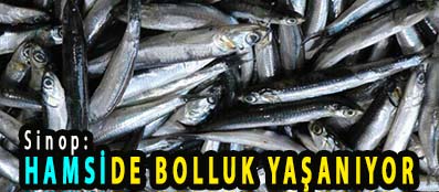 <center> Sinop:  </center><center><font color=’blue’> HAMSİDE BOLLUK YAŞANIYOR </font></center>