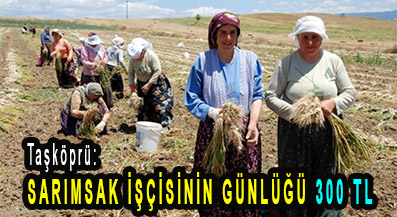 <center> Taşköprü: </center><center><font color=’blue’> SARIMSAK İŞÇİSİNİN GÜNLÜĞÜ 300 TL  </font></center>
