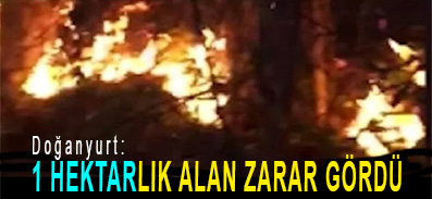 <center> Doğanyurt: </center><center><font color=’blue’>1 HEKTARLIK ALAN ZARAR GÖRDÜ </font></center>