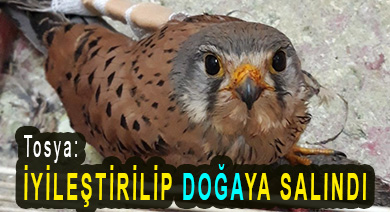 <center> Tosya: </center><center><font color=’blue’> İYİLEŞTİRİLİP DOĞAYA SALINDI </font></center>