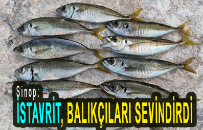 <center> Sinop: </center><center><font color=’blue’> İSTAVRİT, BALIKÇILARI SEVİNDİRDİ </font></center>
