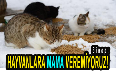 <center> Sinop: </center><center><font color=’blue’> HAYVANLARA MAMA VEREMİYORUZ! </font></center>