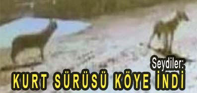 <center> Seydiler: </center><center><font color=’blue’> KURT SÜRÜSÜ KÖYE İNDİ </font></center>