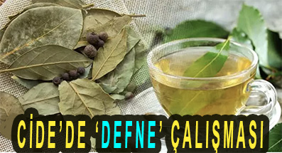 CİDE’DE ‘DEFNE’ ÇALIŞMASI
