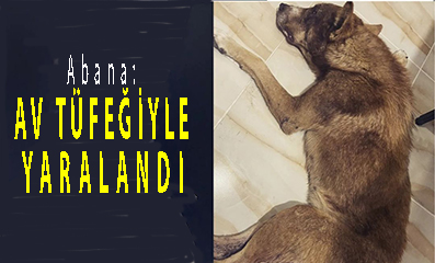 <center> Abana: </center><center><font color=’blue’> AV TÜFEĞİYLE YARALANDI </font></center>