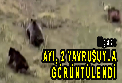 <center> Ilgaz: </center><center><font color=’blue’> AYI, 2 YAVRUSUYLA GÖRÜNTÜLENDİ </font></center>