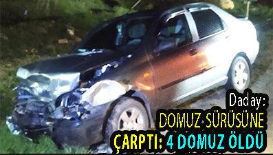 <center> Daday </center><center><font color=’blue’> DOMUZ SÜRÜSÜNE ÇARPTI: 4 DOMUZ ÖLDÜ </font></center>
