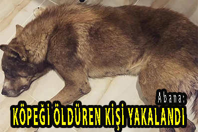 <center> Abana: </center><center><font color=’blue’> KÖPEĞİ ÖLDÜREN KİŞİ YAKALANDI </font></center>