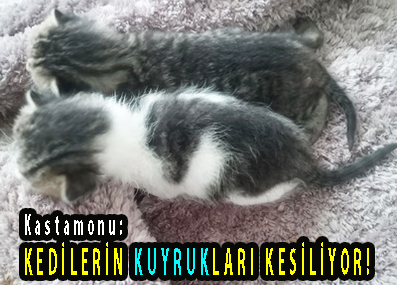 <center> Kastamonu:</center><center><font color=’blue’> KEDİLERİN KUYRUKLARI KESİLİYOR!</font></center>
