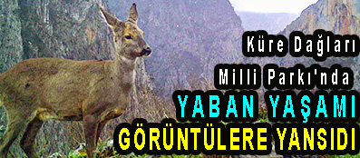 <center> Küre Dağları Milli Parkı’nda  </center><center><font color=’blue’> YABAN YAŞAMI GÖRÜNTÜLERE YANSIDI </font></center>
