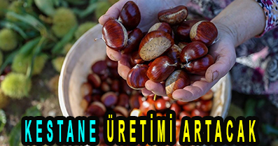 KESTANE ÜRETİMİ ARTACAK