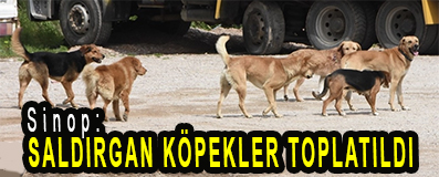 <center> Sinop: </center><center><font color=’blue’> SALDIRGAN KÖPEKLER TOPLATILDI </font></center>