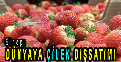 <center> Sinop: </center><center><font color=’blue’> DÜNYAYA ÇİLEK DIŞSATIMI </font></center>
