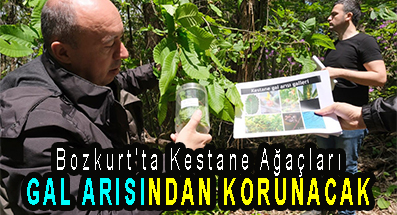 <center> Bozkurt’ta Kestane Ağaçları </center><center><font color=’blue’> GAL ARISINDAN KORUNACAK </font></center>