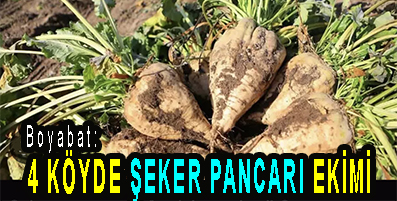 <center> Boyabat: </center><center><font color=’blue’>4 KÖYDE ŞEKER PANCARI EKİMİ </font></center>