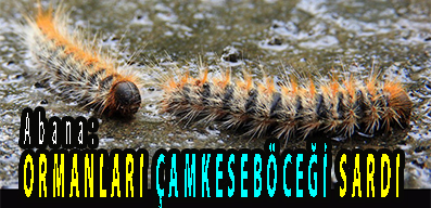 <center> Abana: </center><center><font color=’blue’> ORMANLARI ÇAMKESEBÖCEĞİ SARDI </font></center>