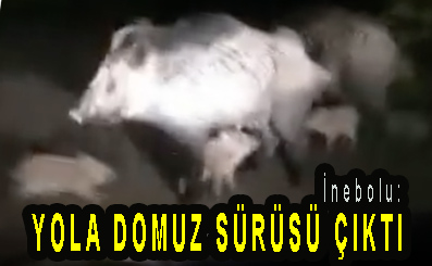 <center> İnebolu: </center><center><font color=’blue’> YOLA DOMUZ SÜRÜSÜ ÇIKTI </font></center>