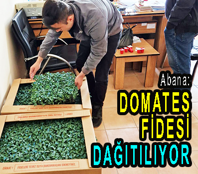 <center> Abana:</center><center><font color=’blue’> DOMATES FİDESİ DAĞITILIYOR </font></center>