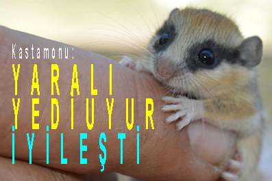 <center> Kastamonu:  </center><center><font color=’blue’> YARALI YEDİUYUR İYİLEŞTİ </font></center>