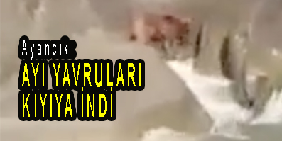 <center> Ayancık:  </center><center><font color=’blue’> AYI YAVRULARI KIYIYA İNDİ </font></center>
