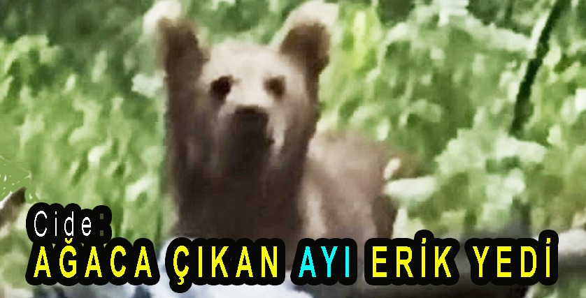 <center> Cide: </center><center><font color=’blue’> AĞACA ÇIKAN AYI ERİK YEDİ </font></center>