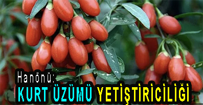 <center> Hanönü: </center><center><font color=’blue’> KURT ÜZÜMÜ YETİŞTİRİCİLİĞİ </font></center> .