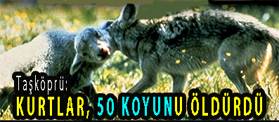 <center> Taşköprü: </center><center><font color=’blue’> KURTLAR, 50 KOYUNU ÖLDÜRDÜ </font></center>