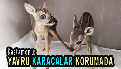 <center> Kastamonu: </center><center><font color=’blue’> YAVRU KARACALAR KORUMADA </font></center>
