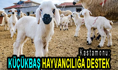 <center> Kastamonu: </center><center><font color=’blue’> KÜÇÜKBAŞ HAYVANCILIĞA DESTEK </font></center>