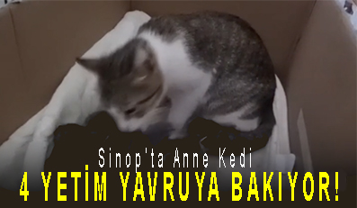 <center> Sinop’ta Anne Kedi  </center><center><font color=’blue’>4 YETİM YAVRUYA BAKIYOR! </font></center>