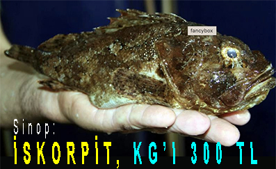 <center> Sinop: </center><center><font color=’blue’> İSKORPİT, KG’I 300 TL </font></center>