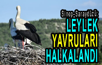 <center> Sinop-Saraydüzü: </center><center><font color=’blue’> LEYLEK YAVRULARI HALKALANDI </font></center>