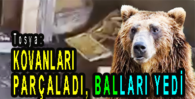 <center> Tosya: </center><center><font color=’blue’> KOVANLARI PARÇALADI  BALLARI YEDİ </font></center>