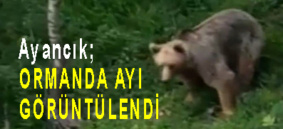 <center> Ayancık: </center><center><font color=’blue’> ORMANLIK ALANDA AYI GÖRÜNTÜLEDİ </font></center>