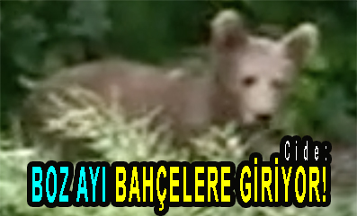 <center> Cide: </center><center><font color=’blue’> BOZ AYI BAHÇELERE GİRİYOR!  </font></center>