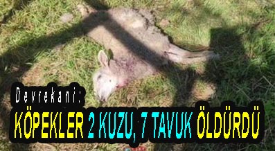 <center> Devrekani: </center><center><font color=’blue’> KÖPEKLER 2 KUZU, 7 TAVUK ÖLDÜRDÜ </font></center>