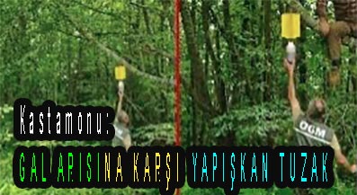 <center> Kastamonu: </center><center><font color=’blue’> ‘GAL ARISI’NA KARŞI YAPIŞKAN TUZAK  </font></center>