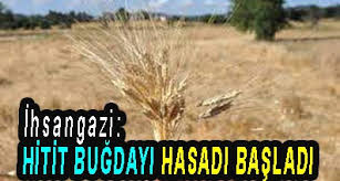 <center> İhsangazi: </center><center><font color=’blue’> HİTİT BUĞDAYI HASATI BAŞLAD </font></center>