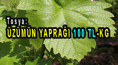 <center> Tosya: </center><center><font color=’blue’> ÜZÜMÜN YAPRAĞI 100 TL/KG </font></center>