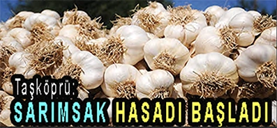<center> Taşköprü: </center><center><font color=’blue’> SARIMSAK HASADI BAŞLADI </font></center>