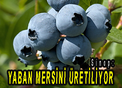 <center> Sinop: </center><center><font color=’blue’> YABAN MERSİNİ ÜRETİLİYOR </font></center>