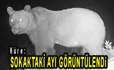 <center> Küre: </center><center><font color=’blue’> SOKAKTAKİ AYI GÖRÜNTÜLENDİ </font></center>