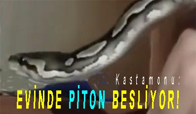 <center> Kastamonu: </center><center><font color=’blue’> EVİNDE PİTON BESLİYOR! </font></center>