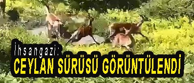 <center> İhsangazi: </center><center><font color=’blue’> CEYLAN SÜRÜSÜ GÖRÜNTÜLENDİ </font></center>