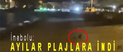 <center> İnebolu: </center><center><font color=’blue’> AYILAR PLAJLARA İNDİ  </font></center>