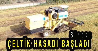 <center> Sinop: </center><center><font color=’blue’> ÇELTİK HASADI BAŞLADI </font></center>